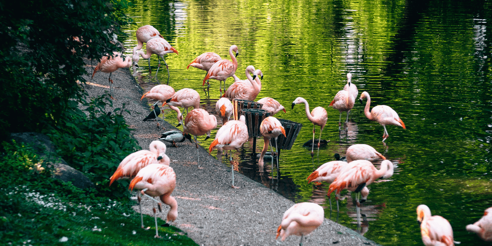 flamingos at the dortmund zoo